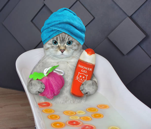 l’ashen de chat prend un bain d’agrumes 2 - ashen photos et images de collection