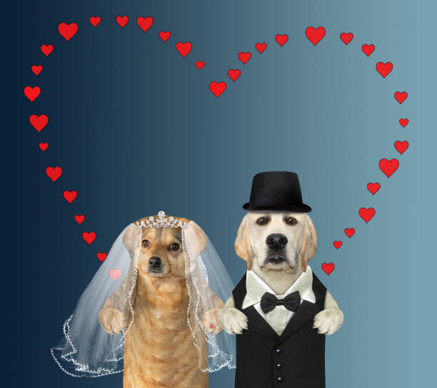 istock Two dogs in love get married 1367988782
