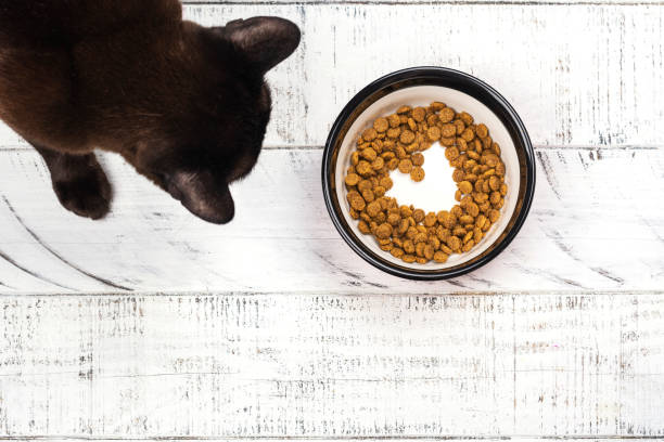 istock Cat and bowl with dry food 1367989538
