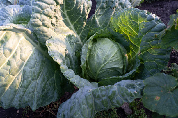 istock Fresh Organic cabbage cultivation close-up. Cabbage grows in the organic open ground in the garden. Home gardening. Vegetable farming. Vegetables for cooking 1367991032
