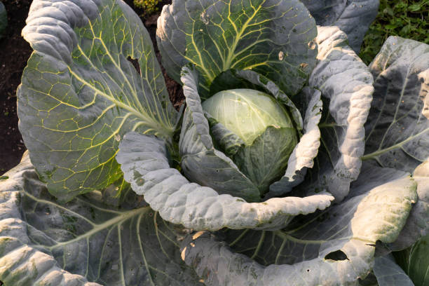 istock Fresh Organic cabbage cultivation close-up. Cabbage grows in the organic open ground in the garden. Home gardening. Vegetable farming. Vegetables for cooking 1367991108
