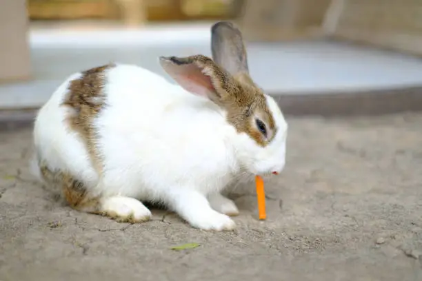 Photo of A rabbit eats a carrot.