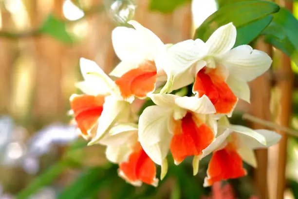 White orange dendrobium thyrsiflorum, Flowers beautiful colors, Bright colors, Natural.