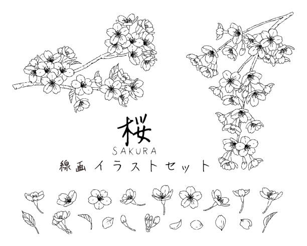 handgezeichnete schwarz-weiß-linienzeichnung kirschblüten-illustrationsset - japanische blütenkirsche stock-grafiken, -clipart, -cartoons und -symbole