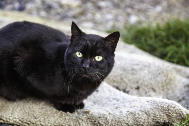 istock Street abandoned cats 1367992538