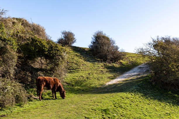 istock A cow grazing in the South Downs, on a sunny spring morning 1367992768