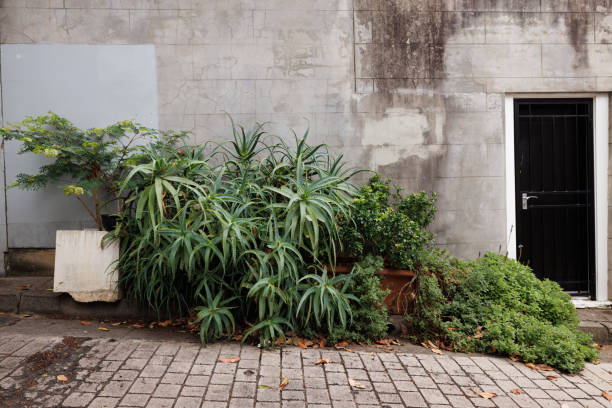 istock Pot plants in front of a gray wall 1367992788