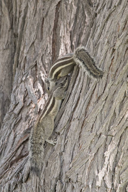 istock Indian palm squirrel (three-striped palm squirrel), Funambulus palmarum, Dubai, UAE. 1367992852