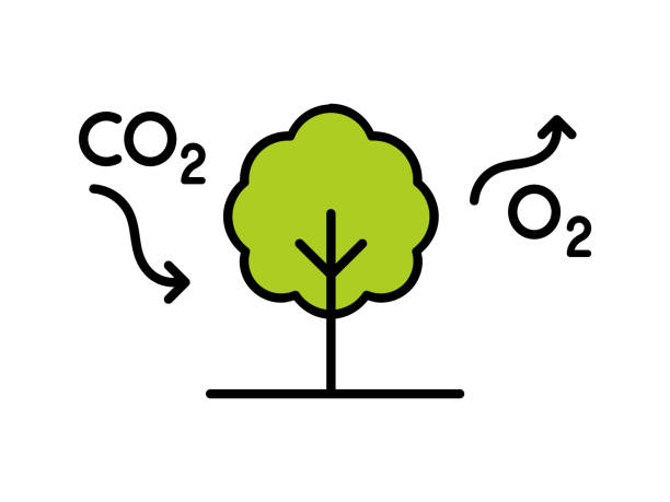 ilustraciones, imágenes clip art, dibujos animados e iconos de stock de ciclo del carbono. tree absorbe co2 y libera o2. diagrama de proceso de fotosíntesis. - the nature conservancy