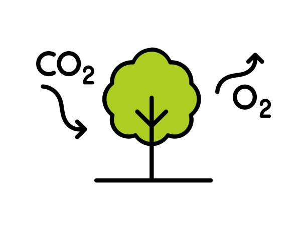 Carbon cycle. Tree absorbs CO2 and releases O2. Photosynthesis process diagram. Carbon dioxide reduction. Oxygen production. Forestation concept. Eco friendly. Vector illustration, flat, clip art. oxygen icon stock illustrations