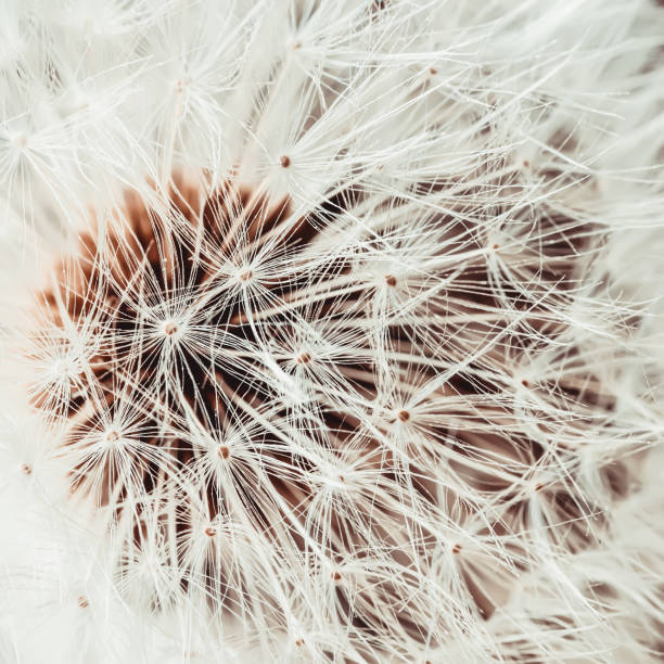 istock White dandelion head with seeds macro. Selective soft focus. Natural background 1367993796