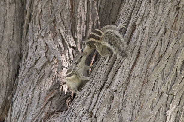 istock Indian palm squirrel (three-striped palm squirrel), Funambulus palmarum, Dubai, UAE. 1367995189