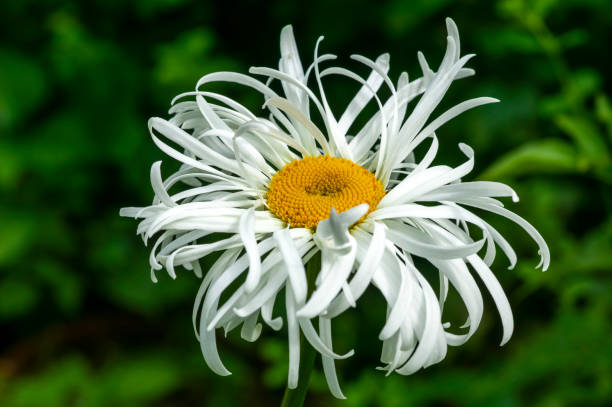 leucanthemum x superbum 'phyllis smith' - 5891 zdjęcia i obrazy z banku zdjęć