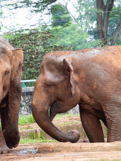 istock Picture of elephants on a zoo 1367996952