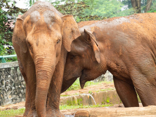 istock Picture of elephants on a zoo 1367996977