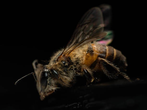 istock Macro shoot of bee , apis dorsata 1367997724