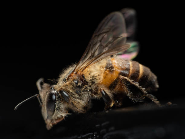 istock Macro shoot of bee , apis dorsata 1367997750