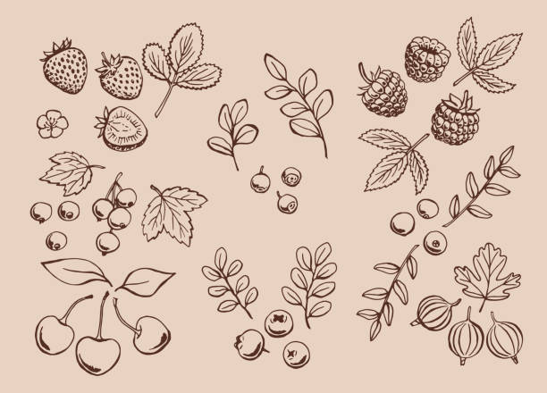 ilustraciones, imágenes clip art, dibujos animados e iconos de stock de conjunto de contornos de bayas. ilustración dibujada a mano convertida en vectorial. - blackberry blueberry raspberry fruit