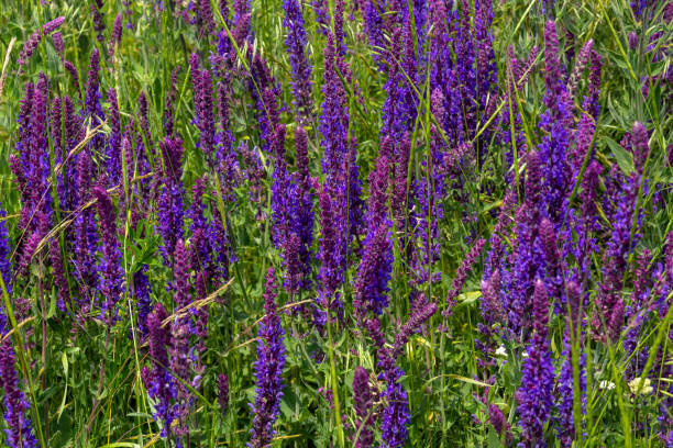 Sage blooms in the meadow. Selective focus. stock photo