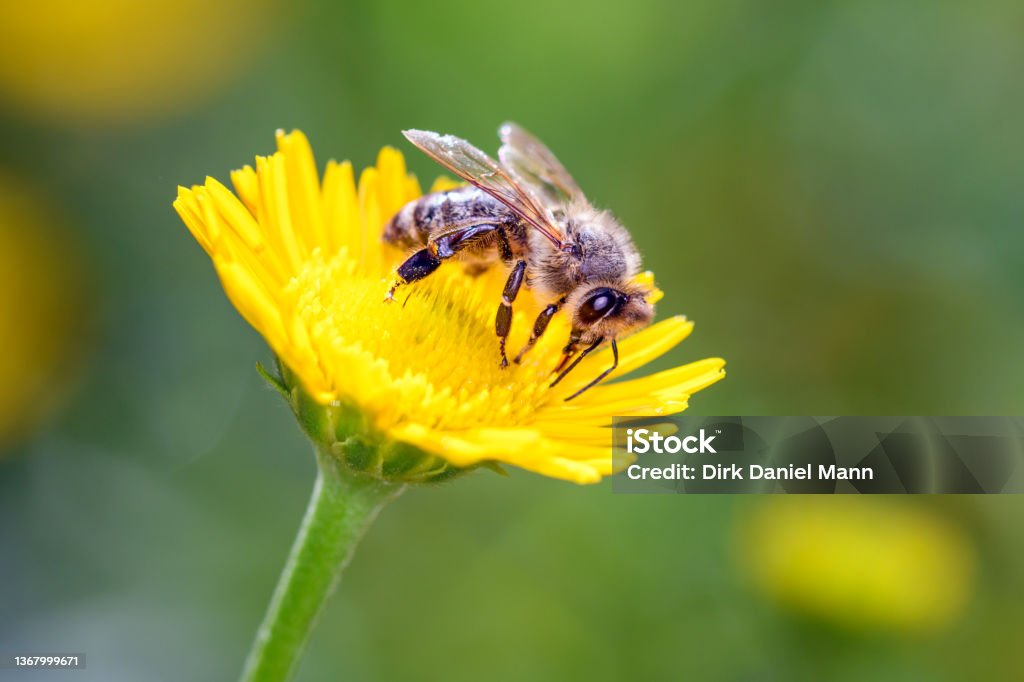Bee - Apis mellifera - pollinates ox-eye - Thalictrum flavum Bee - Apis mellifera - pollinates a blossom of the ox-eye- Buphthalmum salicifolium. Buphthalmum salicifolium is a species of flowering plant in the aster family, Asteraceae. It is known by the common name ox-eye. It is native to Europe. Bee Stock Photo