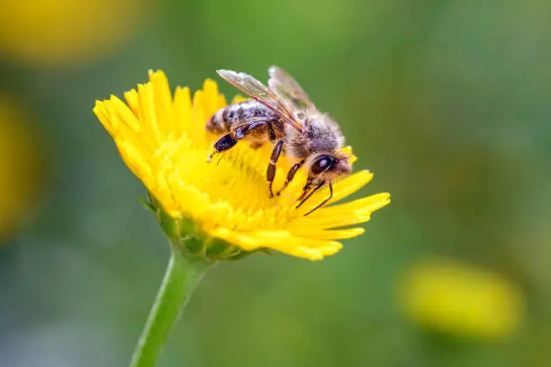Bee - Apis mellifera - pollinates a blossom of the ox-eye- Buphthalmum salicifolium. Buphthalmum salicifolium is a species of flowering plant in the aster family, Asteraceae. It is known by the common name ox-eye. It is native to Europe.