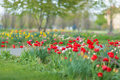 Spring in the park - tulips, daffodils, grape hyacinths