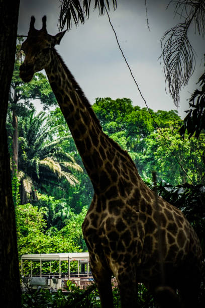 istock Of the jungle of giraffe image (Singapore) 1368000824