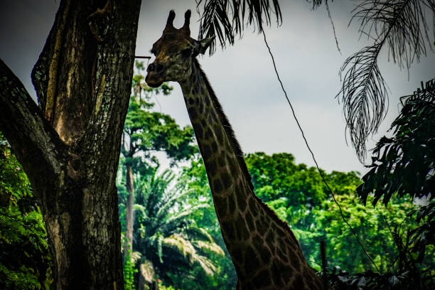 istock Of the jungle of giraffe image (Singapore) 1368001361