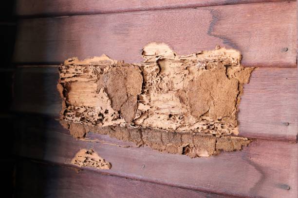 il muro di legno danneggiato della casa è stato mangiato dalle termiti. - termite foto e immagini stock