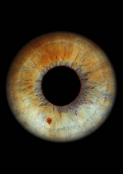 moje oczy - eyeball iris human eye macro zdjęcia i obrazy z banku zdjęć