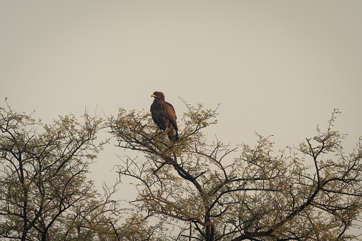 greater spotted eagle perched high on tree at keoladeo national park or bharatpur bird sanctuary rajasthan India - Clanga clanga