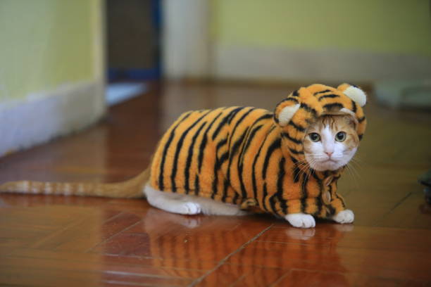 the tiger dressing , cat costume the tiger dressing , cat costume kawaii cat stock pictures, royalty-free photos & images