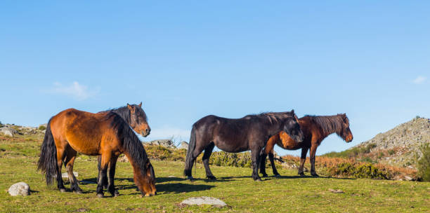 istock Wild horses at the mountains 1368005698