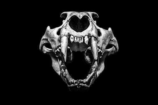 Black and white roaring lion skull