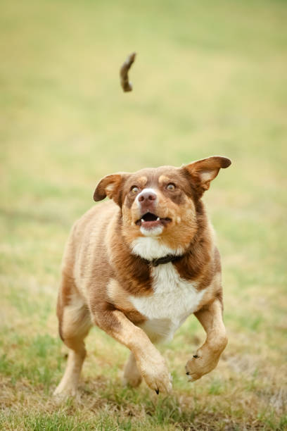 istock Australian Kelpie Dog in Australia 1368006186