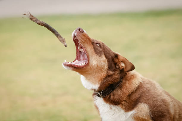 istock Australian Kelpie Dog in Australia 1368006190