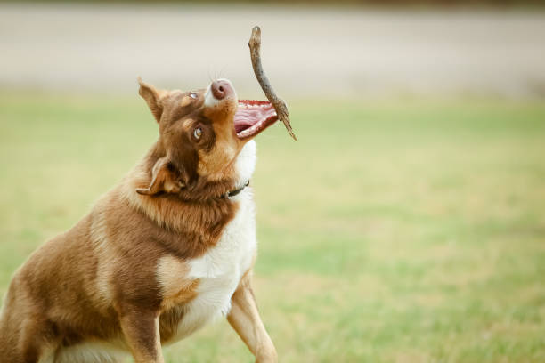 istock Australian Kelpie Dog in Australia 1368006212