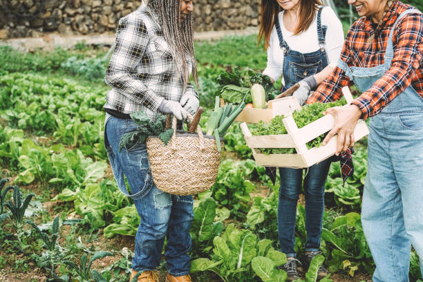 Multiracial women holding wood boxes with fresh organic vegetables - Main focus on african female hands