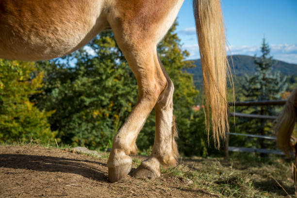 Browne Horse Rear Legs and Hoofs Close-up.