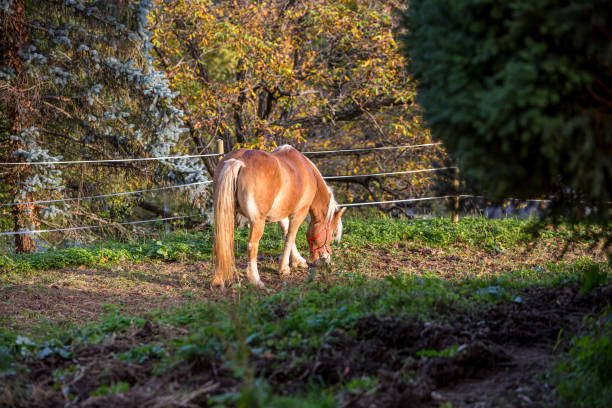 Beautiful red horse grazing in a meadow in spring in Austria.