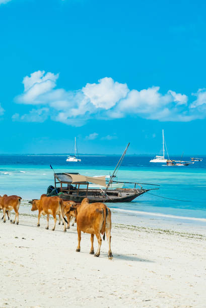 African brown cows walking away on a sandy beach with blue ocean and sky on the background
