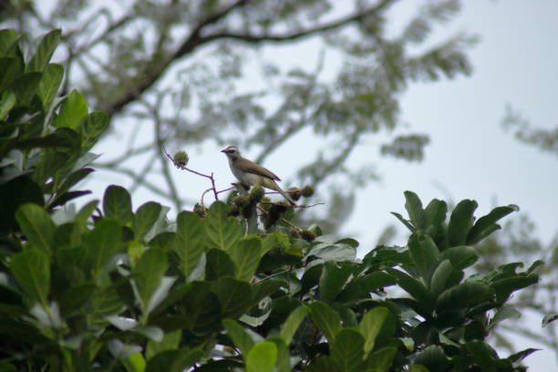 istock Bird on a rambutan branch on a blurred background 1368009204