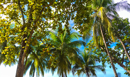 Palms in Guadeloupe. Beach tropical landscape