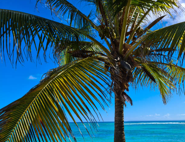 Palm Guadeloupe sea. Beach holidays