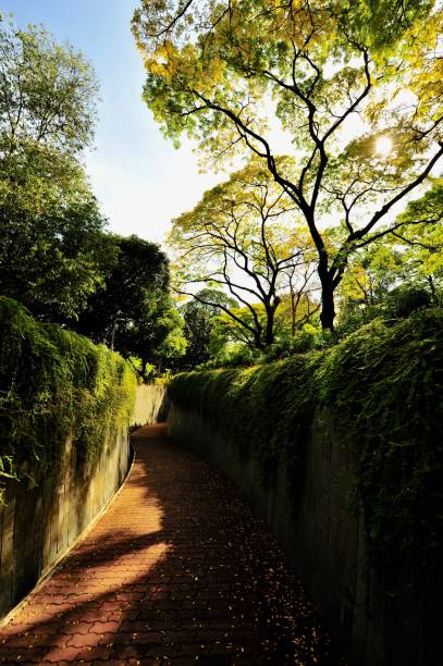 istock Tree Tunnel at Fort Canning Park 1368010167