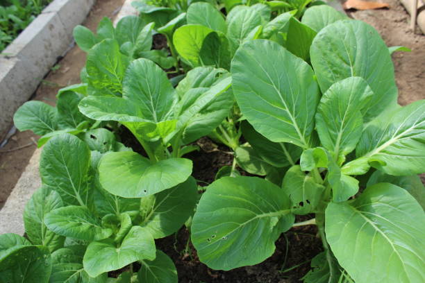 istock Another batch of Mustard greens grown in the backyard garden. 1368010221