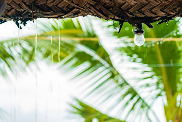 istock Rain drops from roof made of palm leaves. 1368010439