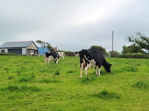 Friesian dairy cattle in a Cornish farm field.