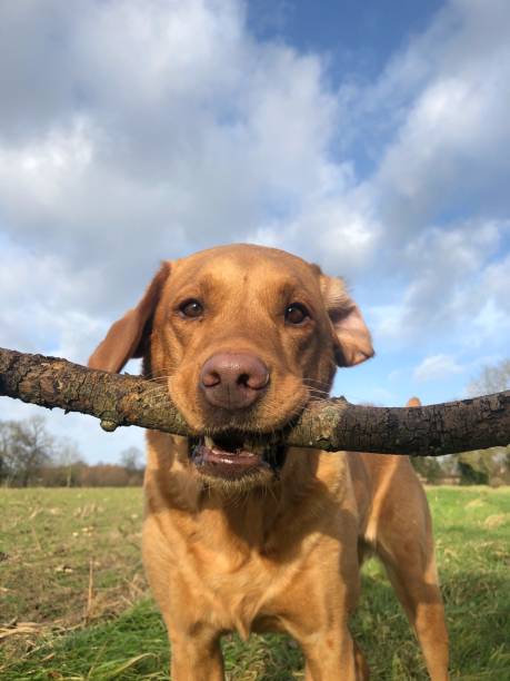 istock Labrador retriever portrait fetching a stick 1368013272