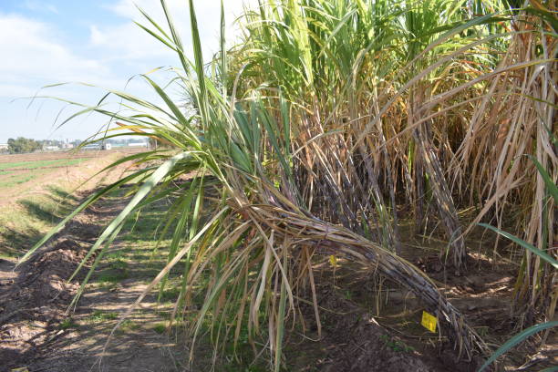 istock Sugar Cane Field With Blue Cloudy Background. 1368014025